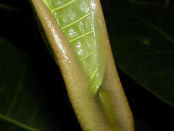 Image of Ficus tonduzii Standl.