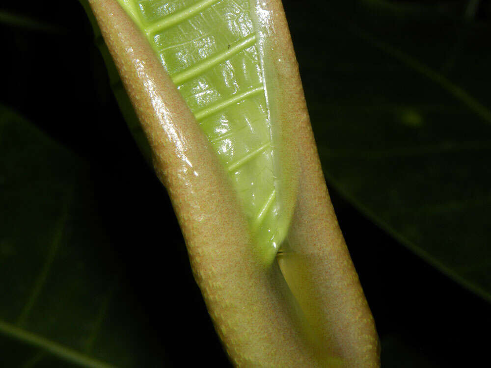 Image of Ficus tonduzii Standl.