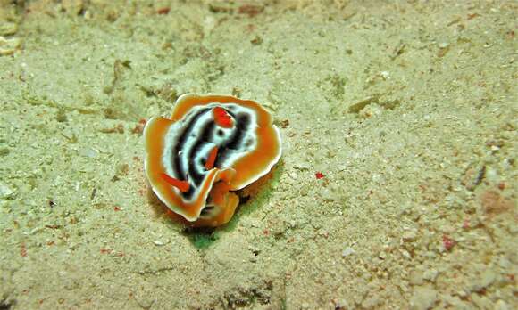 Image de Chromodoris magnifica (Quoy & Gaimard 1832)