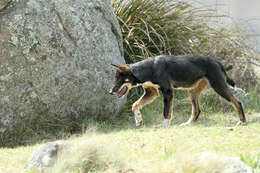 Imagem de Canis lupus dingo Meyer 1793