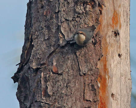 Image of Brown-headed Nuthatch