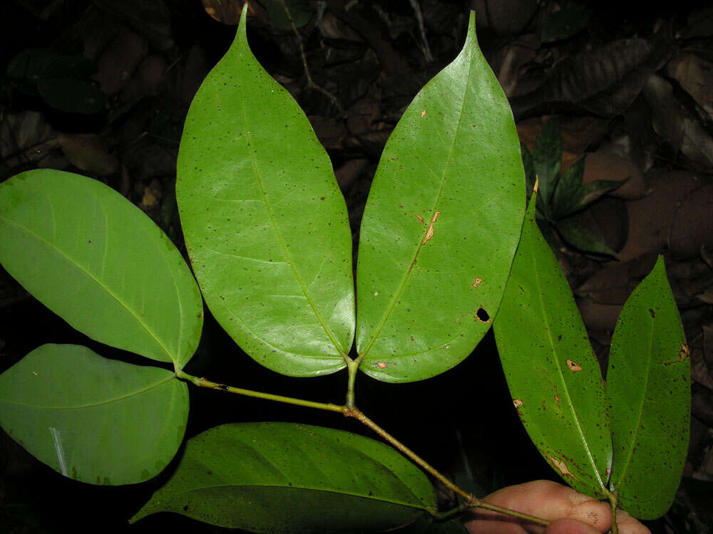 Image of hymenaea