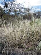 Image de Eragrostis echinochloidea Stapf