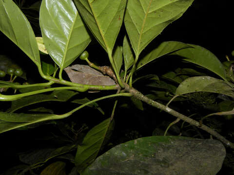 Imagem de Dendropanax caucanus (Harms) Harms