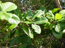 Image of tropical almond