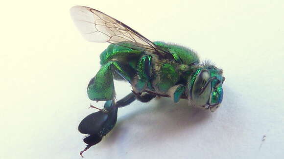 Image of Typical Orchid Bees