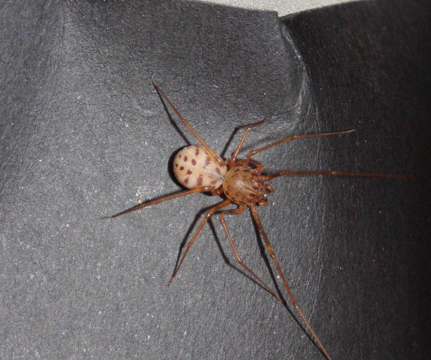 Image of spitting spiders