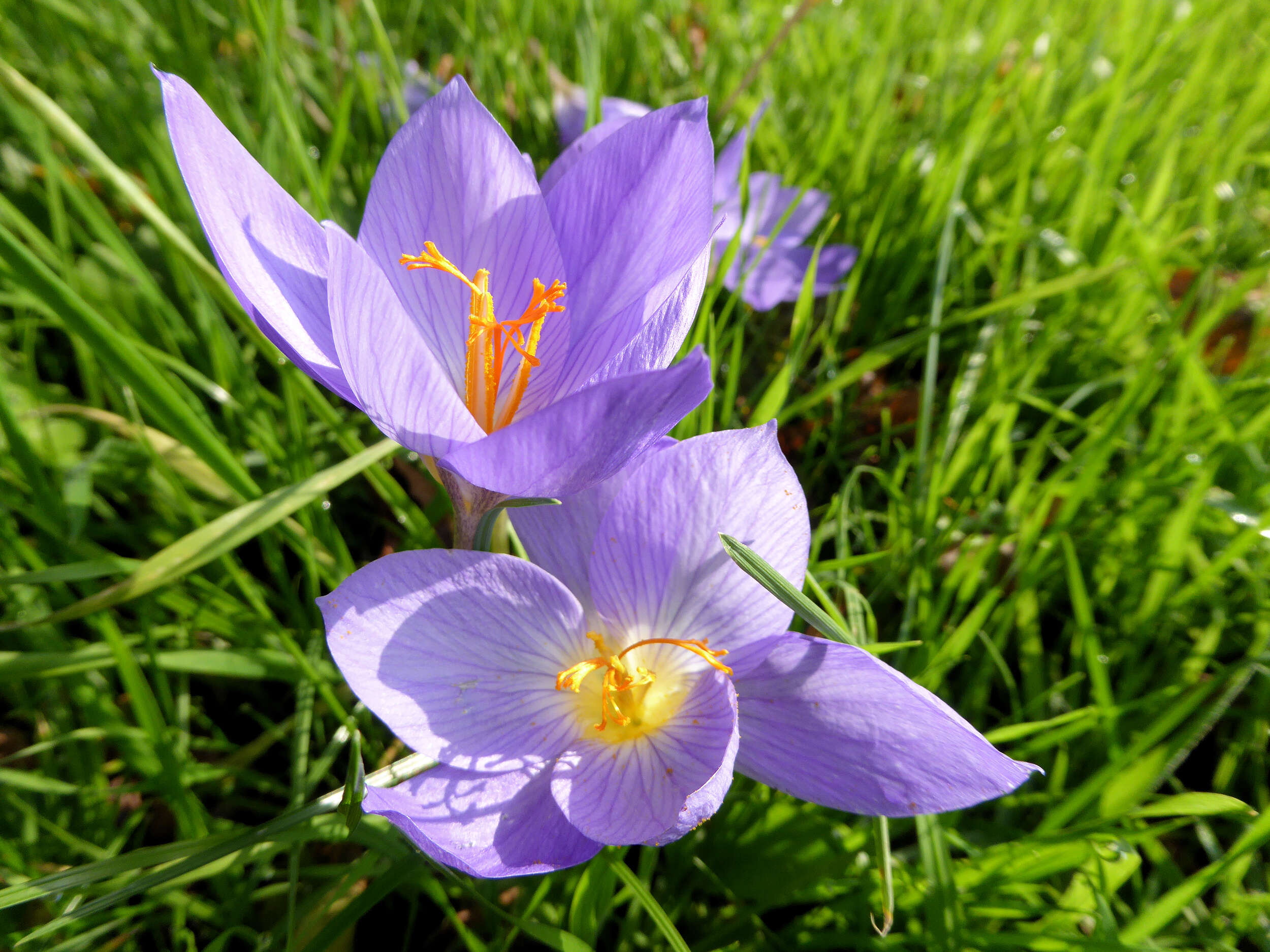 Image of Bieberstein's Crocus