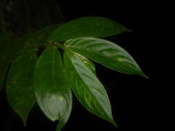 Image of Columnea segregata B. D. Morley