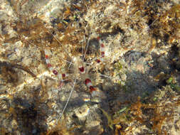 Image of coral shrimps