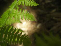 Image of brackenfern