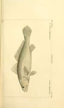 Image of Acoupa Weakfish