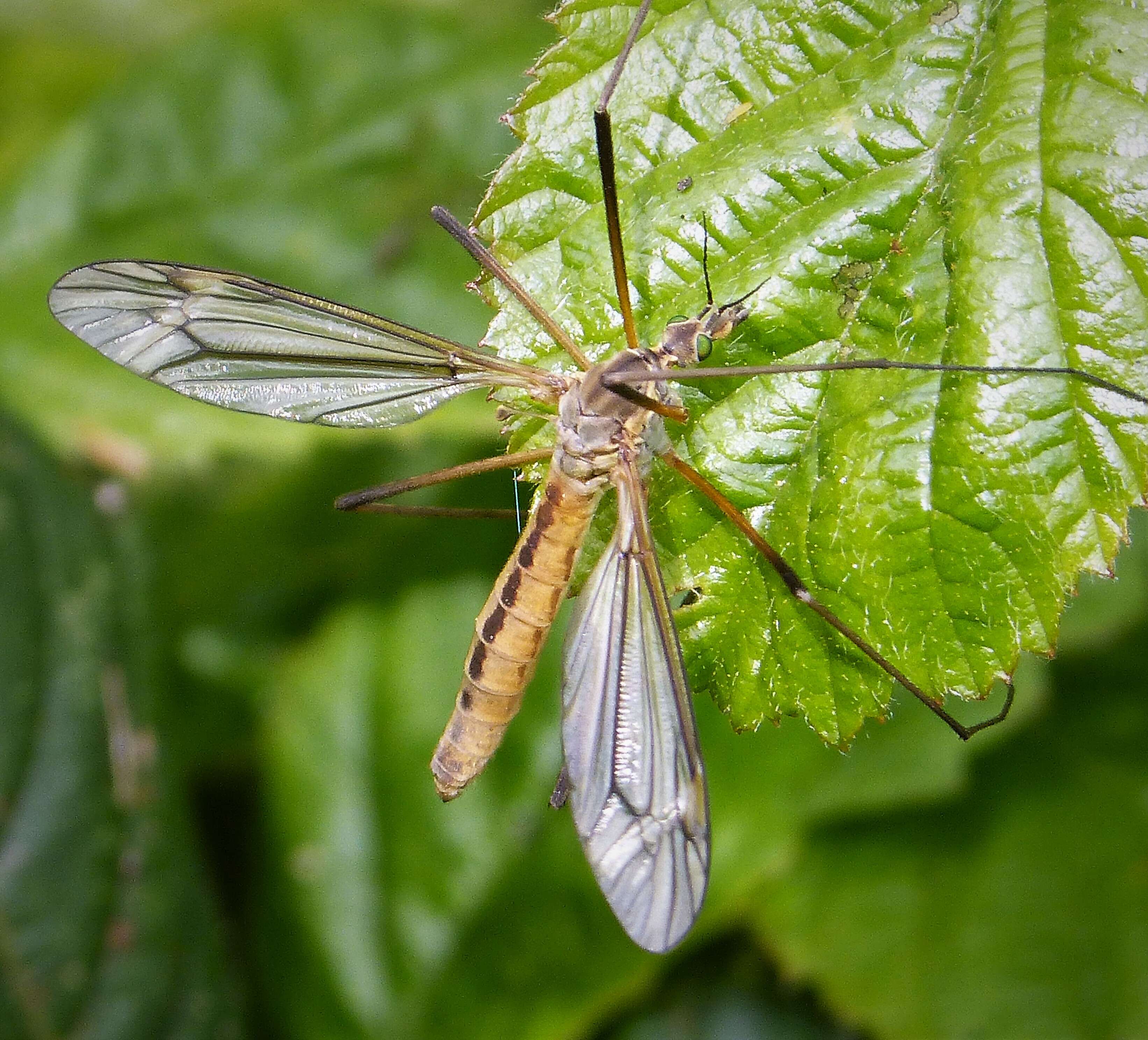 Image of Tipula