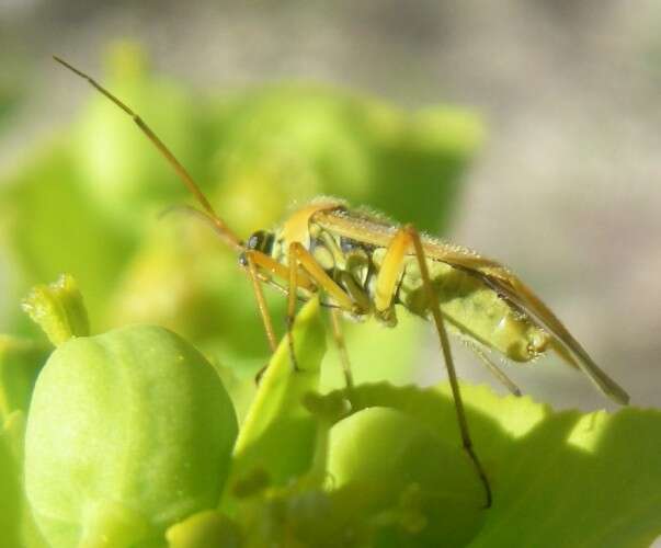 Image of Brachycoleus