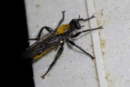 Image of Bee-like Robber Flies