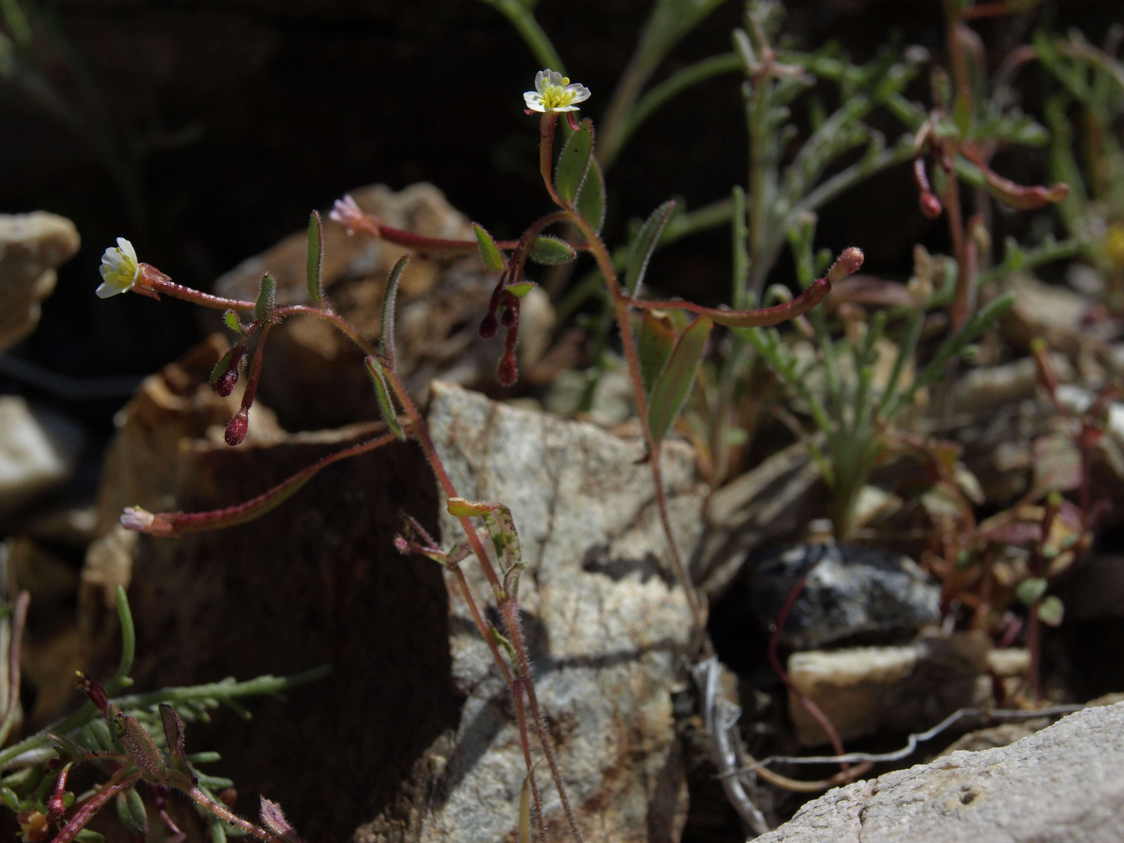 Chylismiella resmi