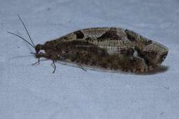 Image of lance lacewing