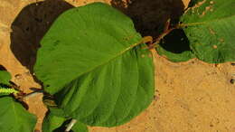 Coccoloba alnifolia Casar. resmi