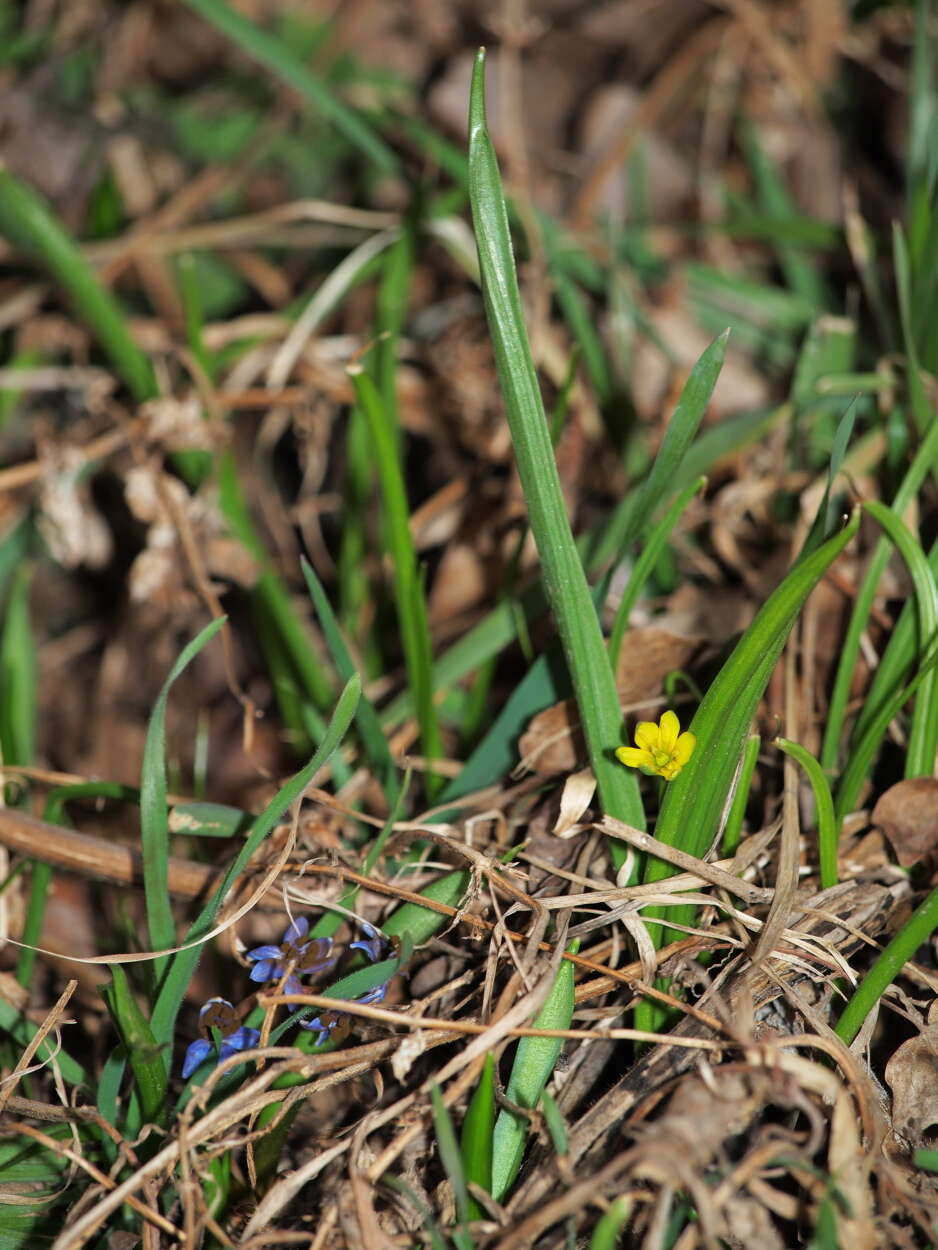 Image of yellow star of Bethlehem