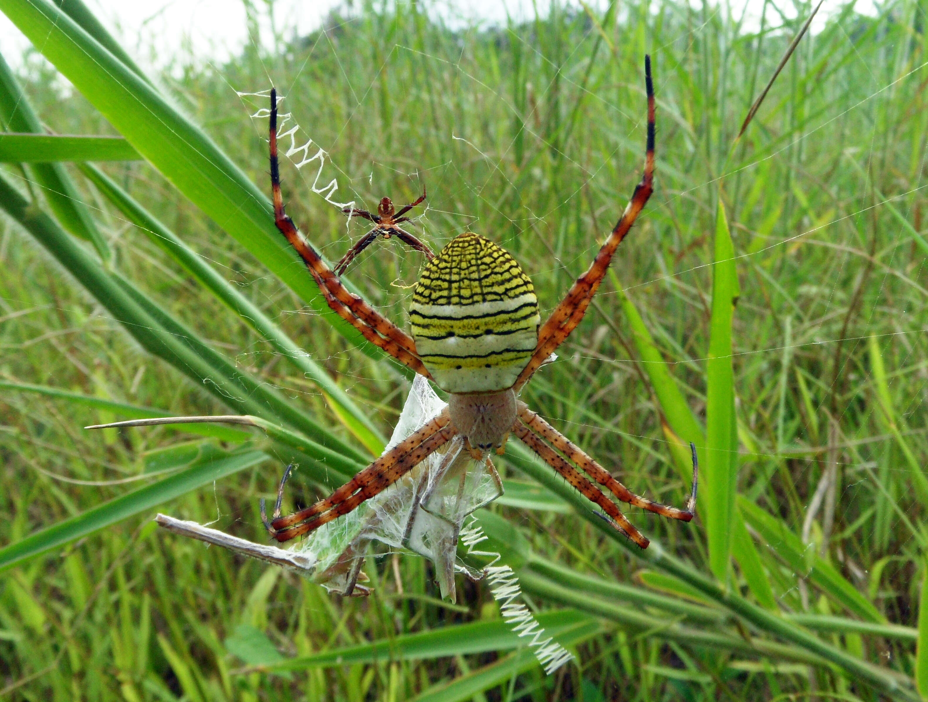 Image of Oval St Andrew's Cross Spider