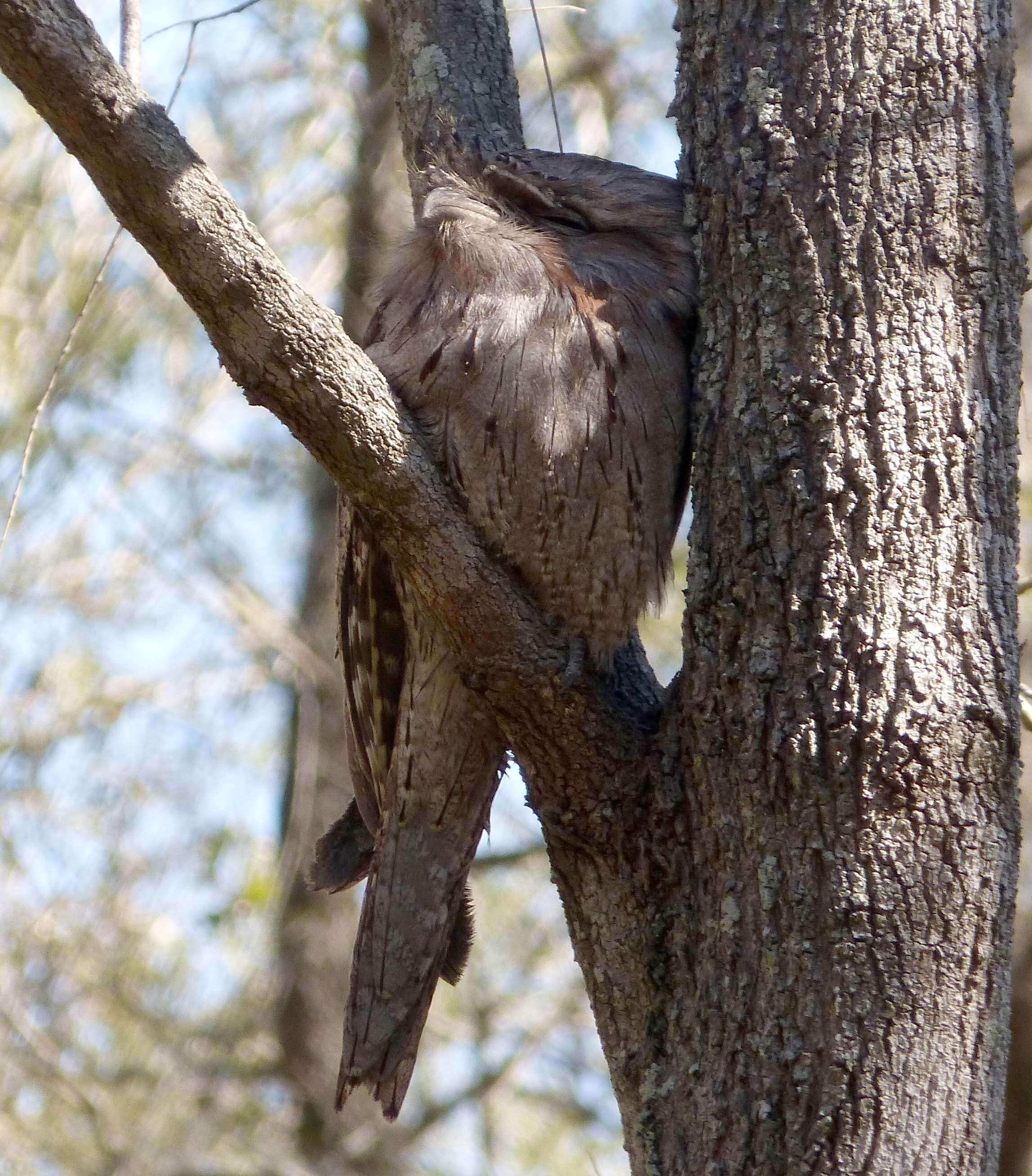 Image of Tawny Frogmouth