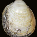 Image of Laevicardium serratum (Linnaeus 1758)