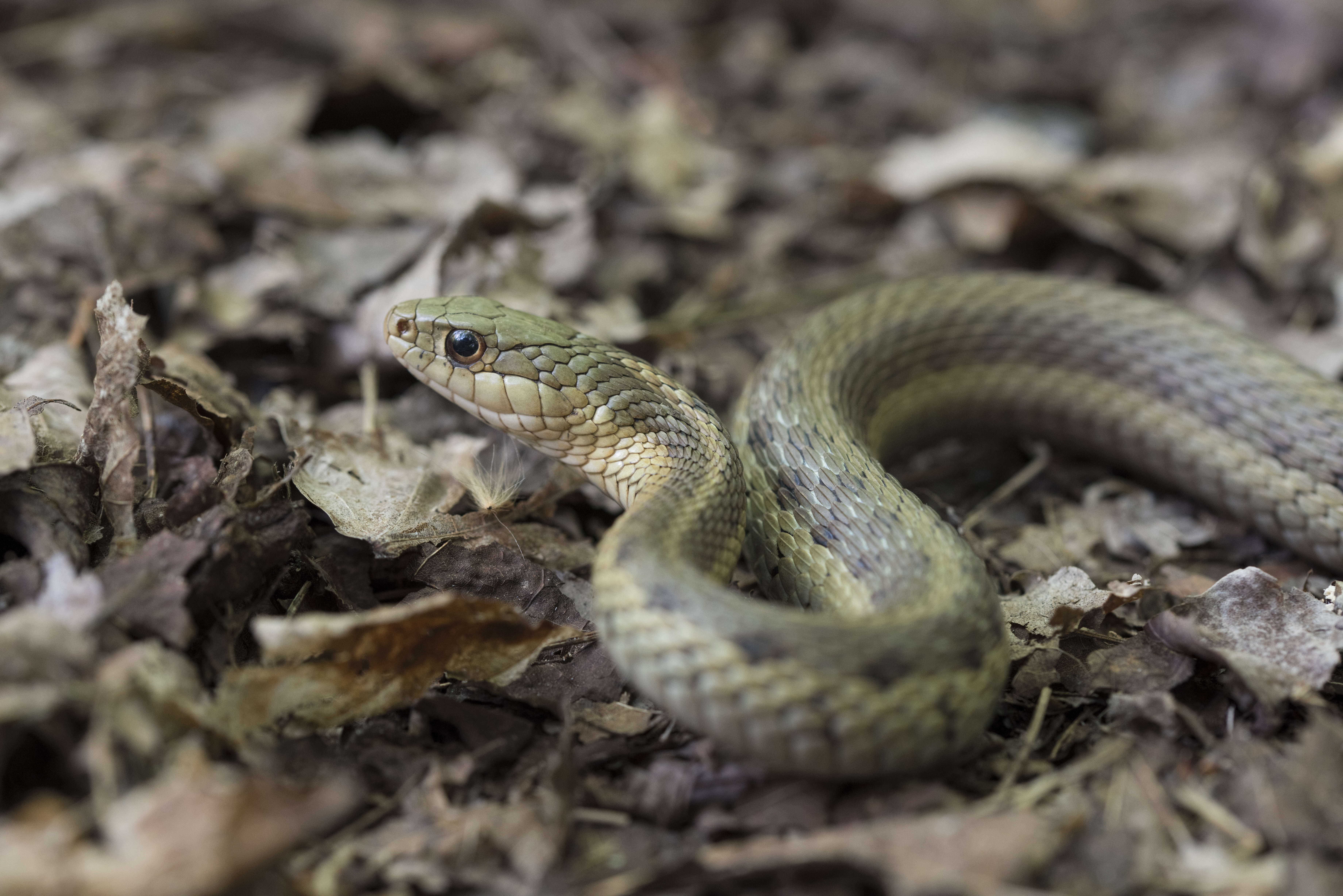 Image of Thamnophis sirtalis sirtalis (Linnaeus 1758)