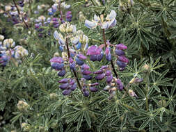 Image of Lupin