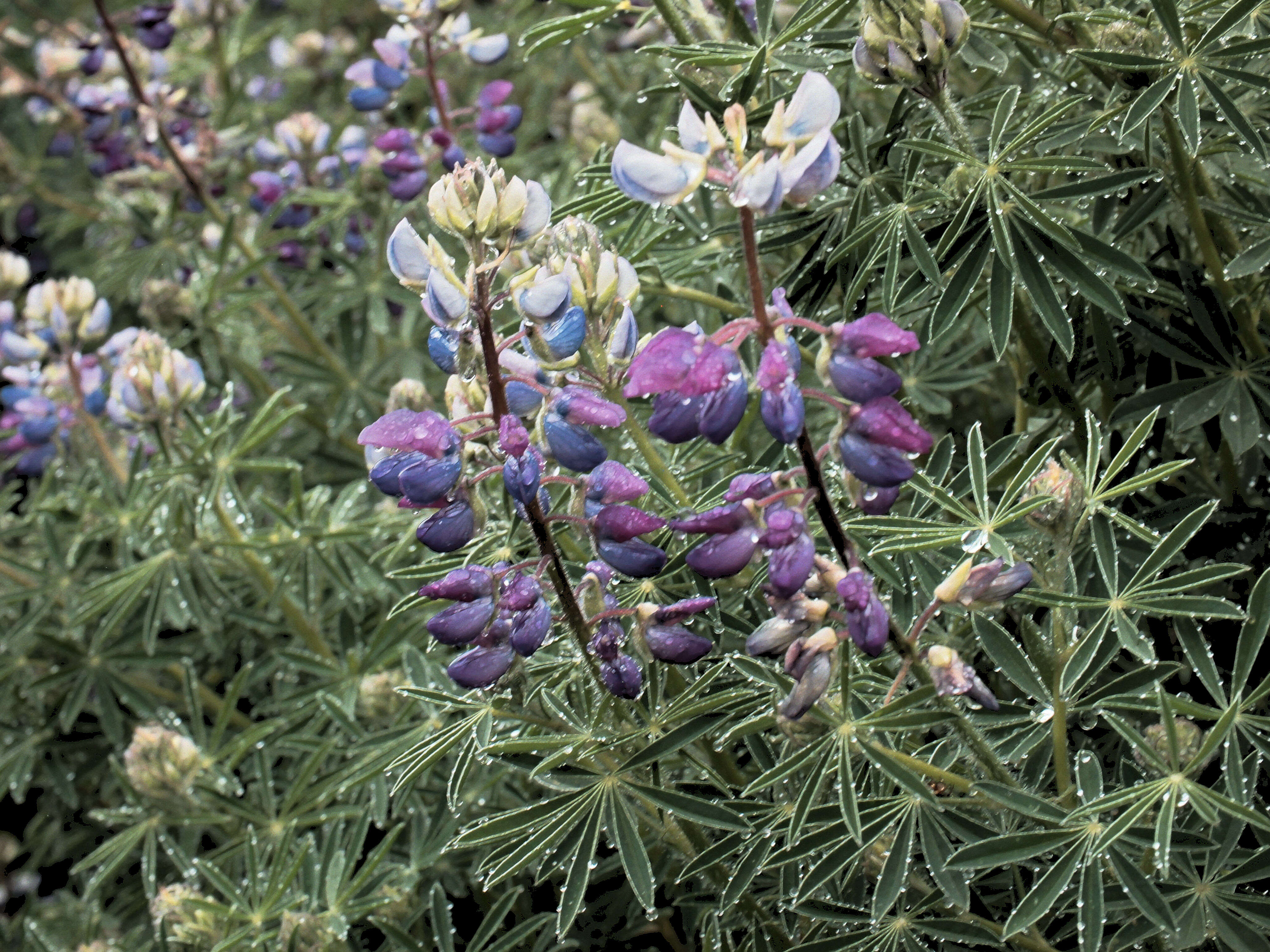 Sivun Lupinus arboreus Sims kuva