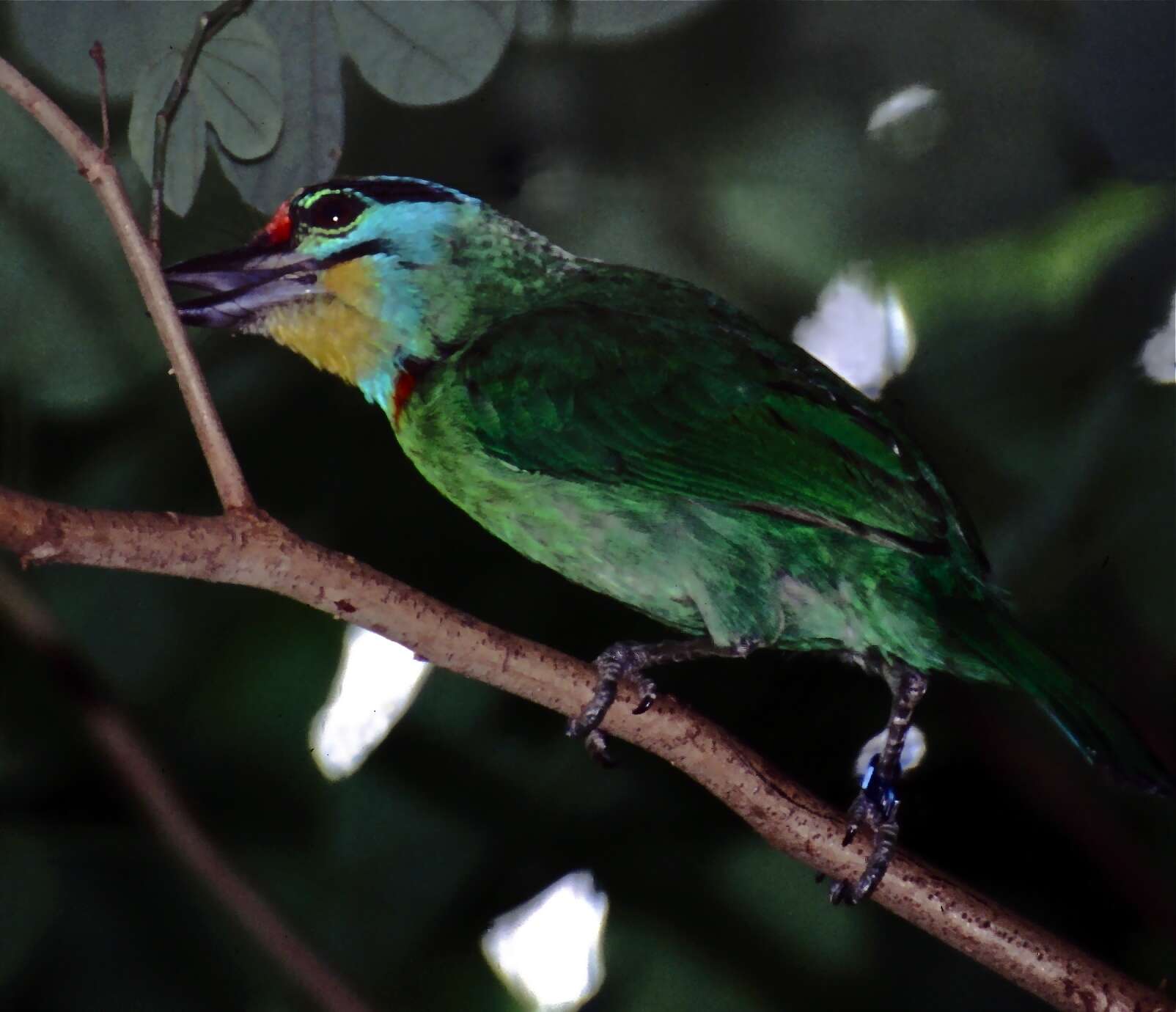 Image of Asian barbets