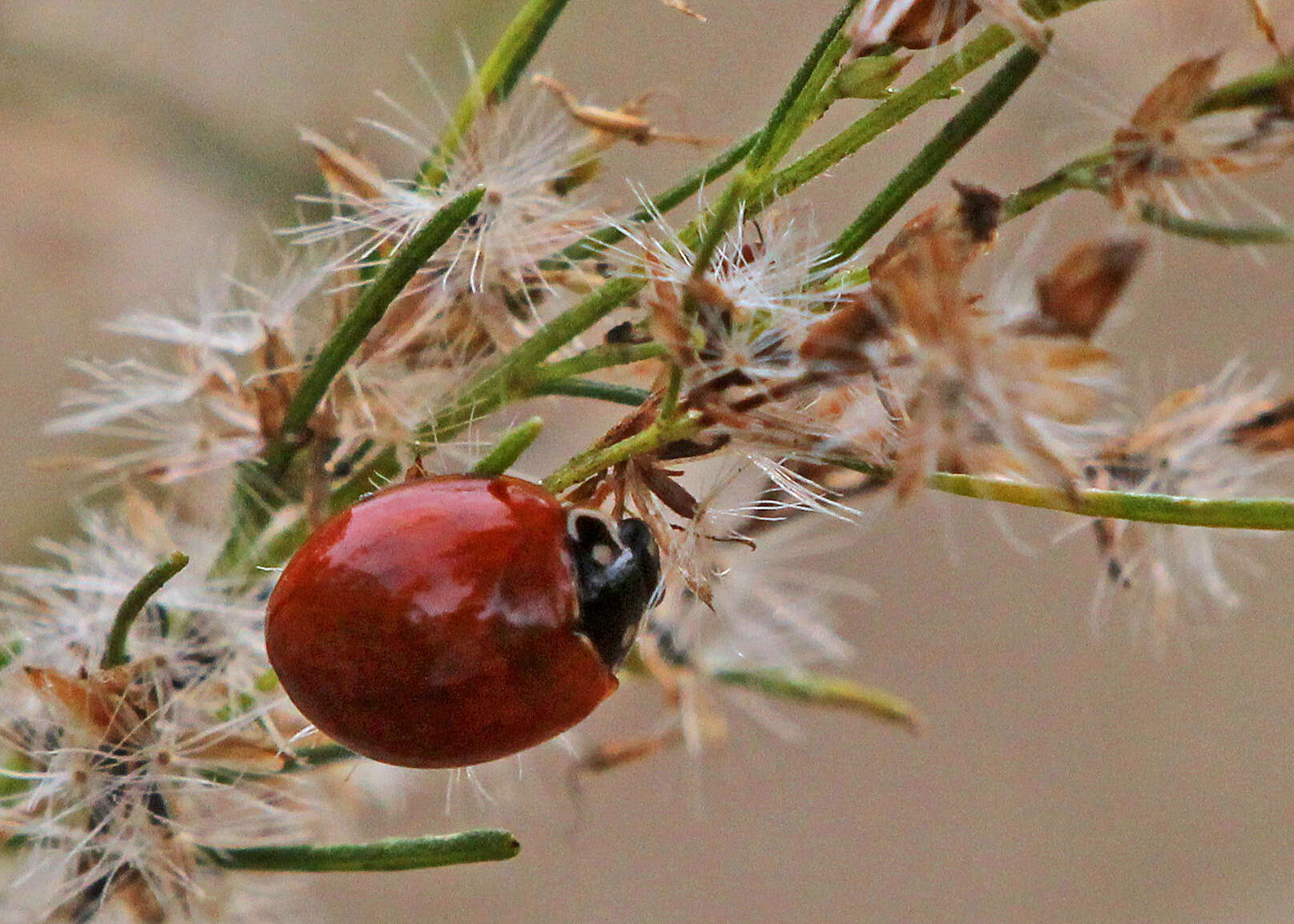 Image of Spotless Lady Beetles