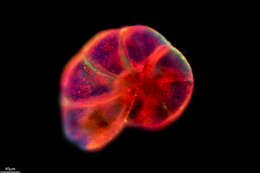 Image of Granuloreticulosea