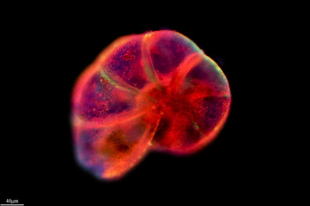 Image of Granuloreticulosea