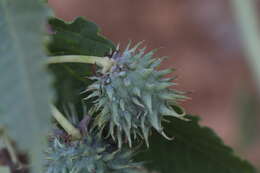 Sivun Ricinus kuva