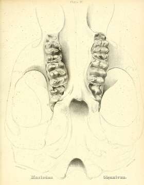 Слика од Mammut Blumenbach 1799