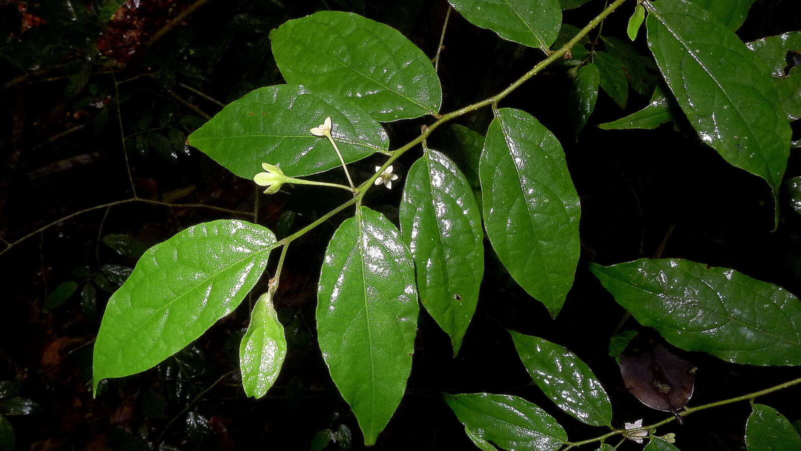Image of Solanum maranguapense Bitter