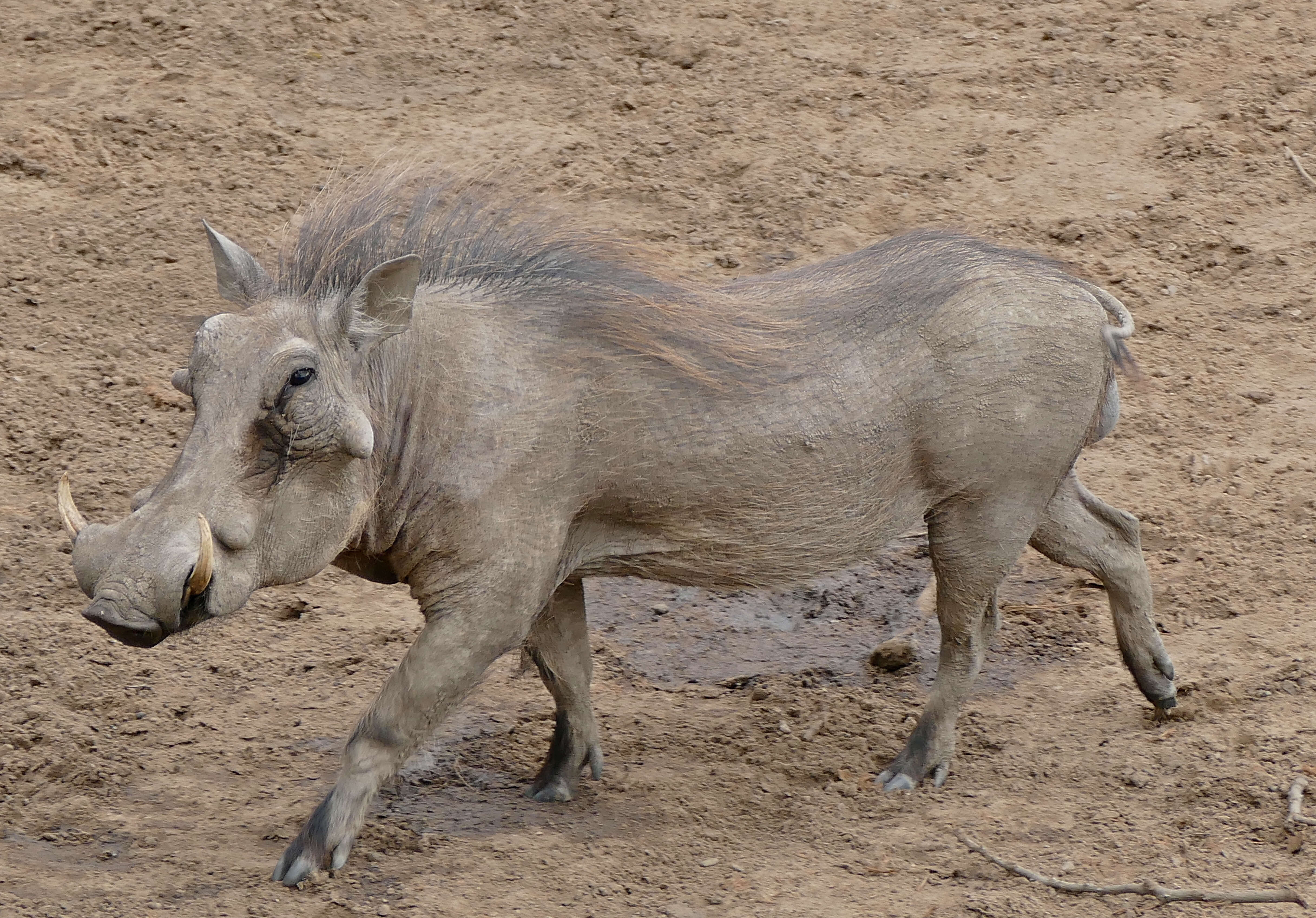 Image of Phacochoerini