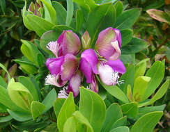 Image of Milkwort