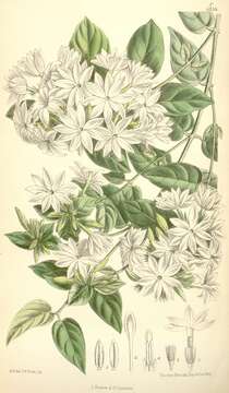 Plancia ëd Jasminum multiflorum (Burm. fil.) Andrews