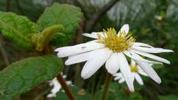 Image of Olearia tomentosa (Wendl.) DC.