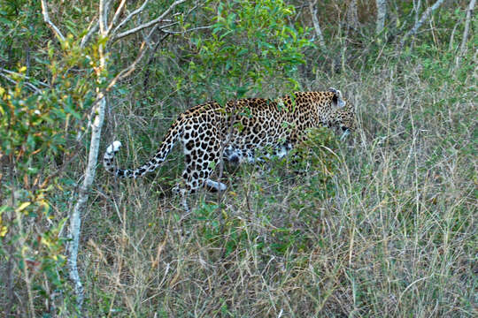 Image of Leopard