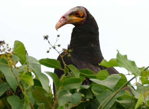 Image of Lesser Yellow-headed Vulture