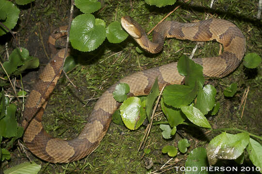 Image of Copperhead