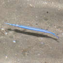 Image of Garfish