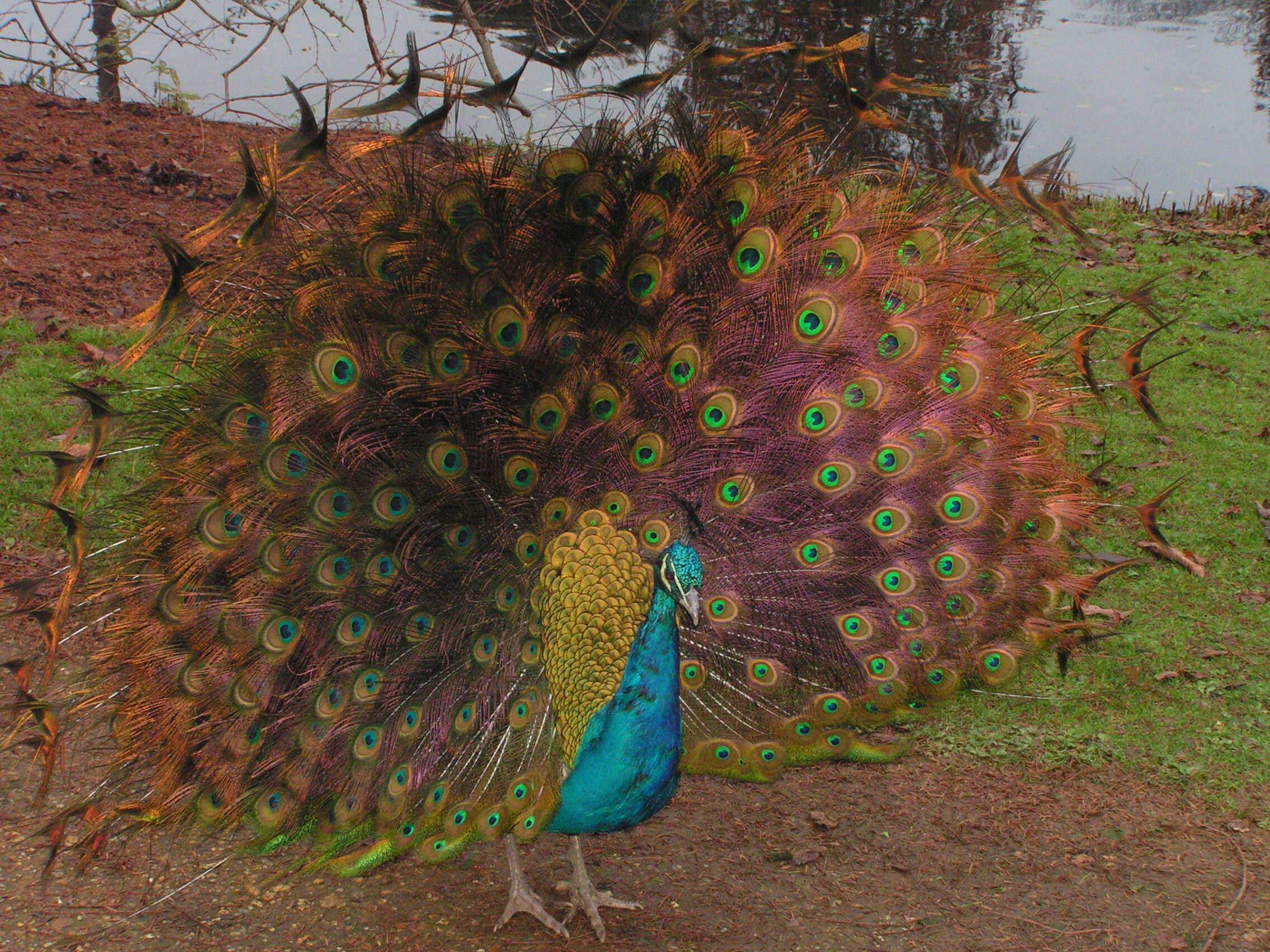 Image of Pavo Linnaeus 1758