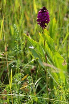 صورة Anacamptis pyramidalis (L.) Rich.