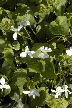 Image of common blue violet