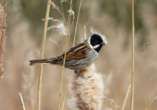 Image of Common Reed Bunting