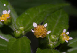 Image of gallant soldier