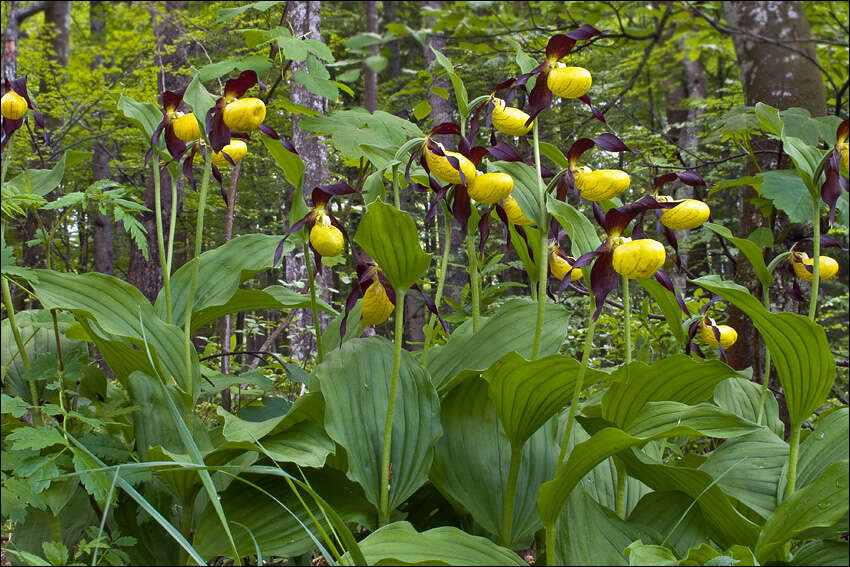 Image of Slipper orchids